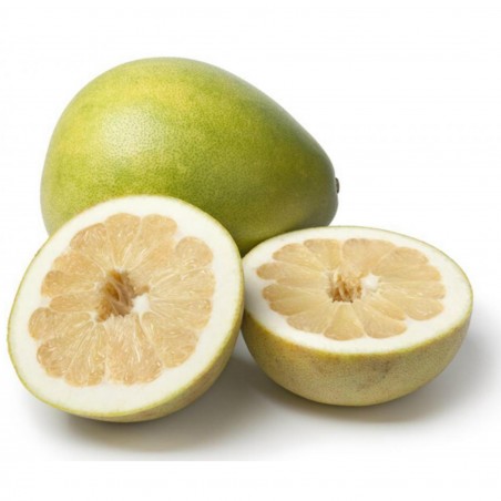 Price: €1.95 - Pompelmus-Pomelo Frön (Citrus maxima) -
