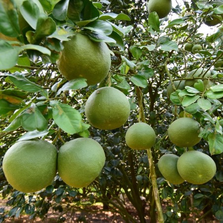 Price: €1.95 - Pompelmus-Pomelo Frön (Citrus maxima) -