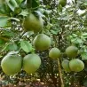 Citrus Grandis Graines de Pomelo (Citrus maxima)