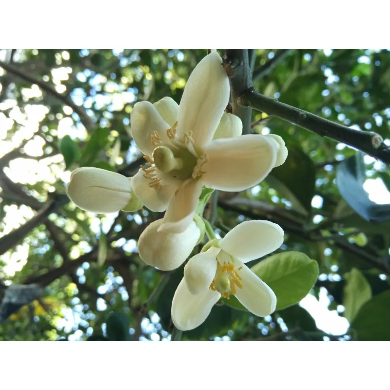Citrus Grandis Graines de Pomelo (Citrus maxima)