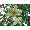 Citrus Grandis Graines de Pomelo (Citrus maxima)
