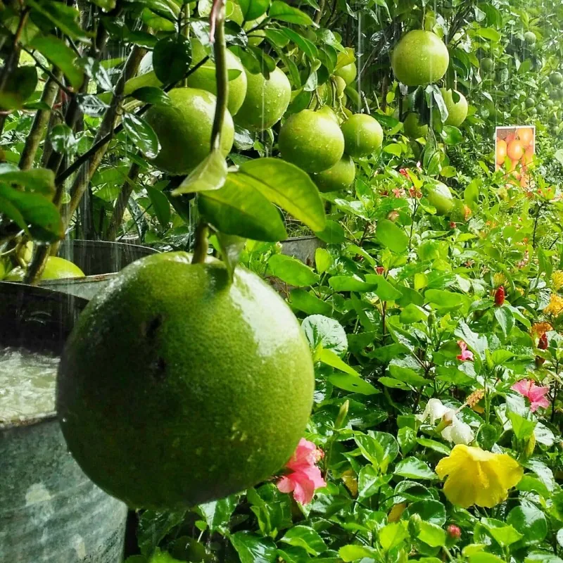 Citrus Grandis Graines de Pomelo (Citrus maxima)