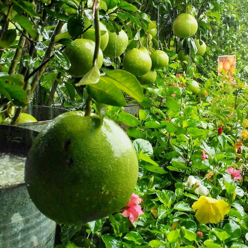 Price: €1.95 - Sementes de Cimboa, Pomelo, laranja-natal - 