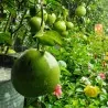 Citrus Grandis Sementes de Pomelo (Citrus maxima)