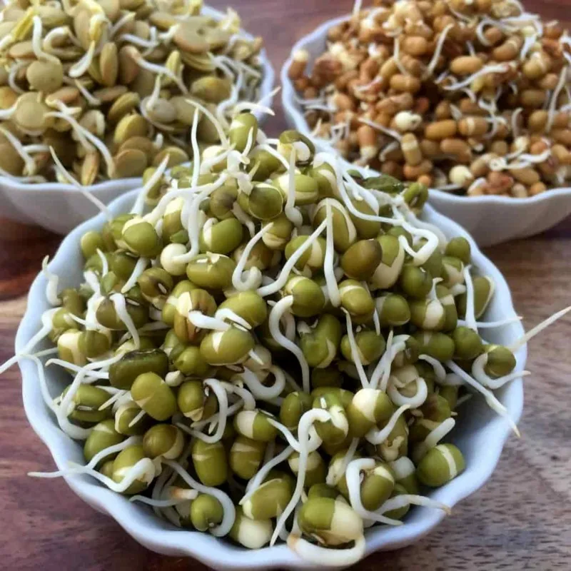 Graines de Haricot Mungo (Vigna radiata)