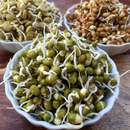 Price: €1.8 - Mungo Pasulj Seme (Vigna radiata) -