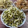 Graines de Haricot Mungo (Vigna radiata)