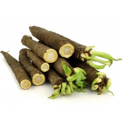 Price: €1.95 - Crni koren Seme (Scorzonera hispanica) - Seeds Gallery