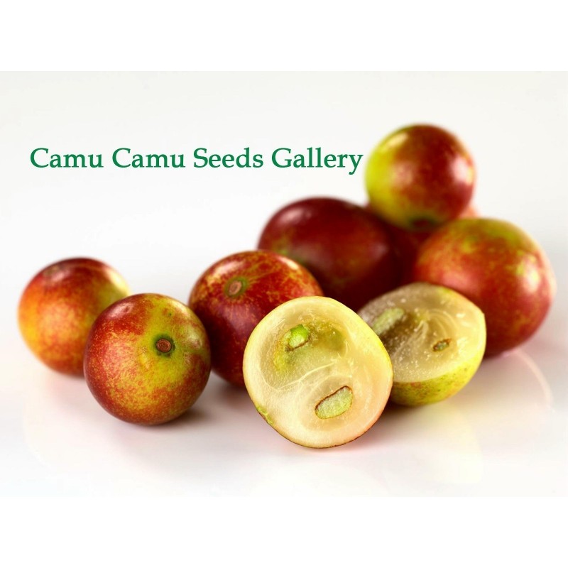 Camu Camu Seeds (Myrciaria dubia) 4.5 - 1