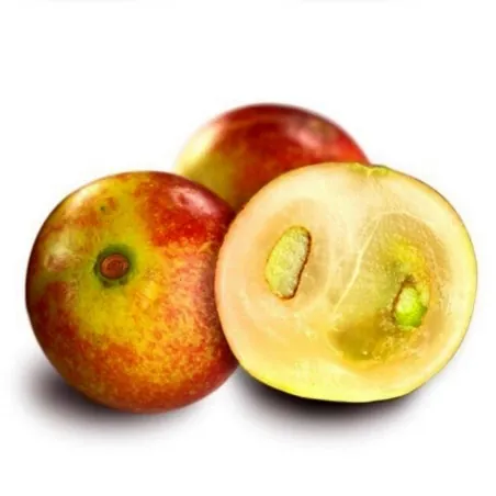 Camu Camu Seeds (Myrciaria dubia)