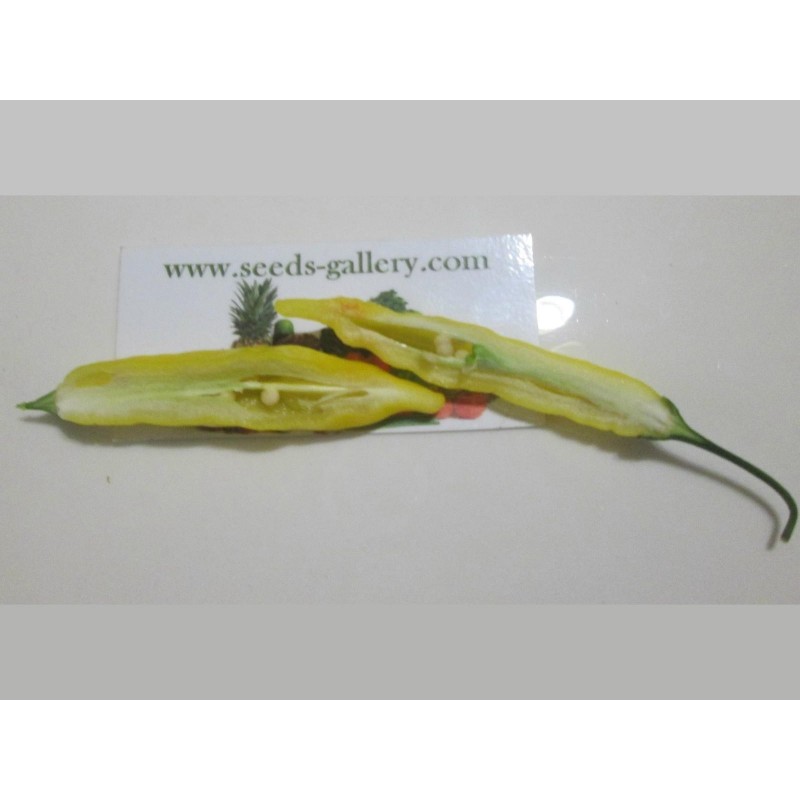 Price: €1.5 - Σπόροι πιπεριά Τσίλι Lemon Drop (Capsicum baccatum) - Seeds Gallery