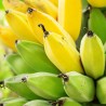 Price: €2.25 - Seme Banane RED TIGER - 