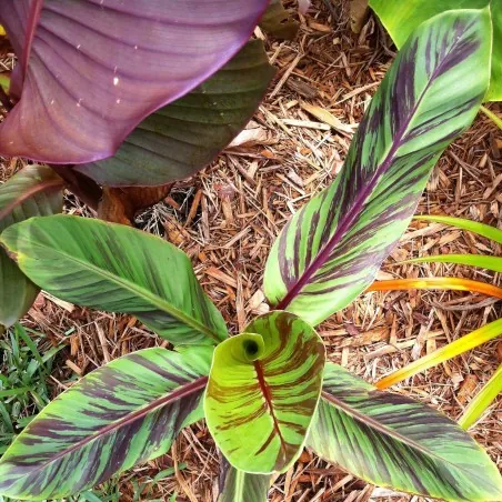 Semi di banane RED TIGER