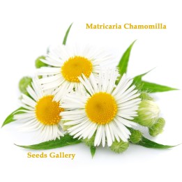 80.000 Seeds Chamomile - 5.4