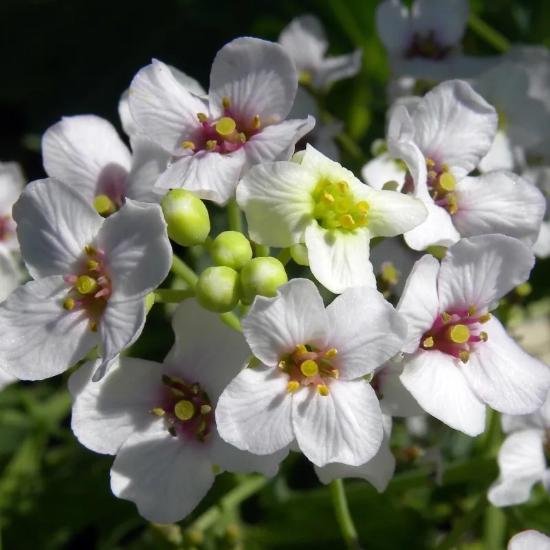 Sementes de Crambe - Seakale (Crambe maritima)