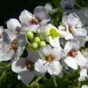 Semillas de Seakale (Crambe maritima)