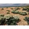 Semillas de Seakale (Crambe maritima)