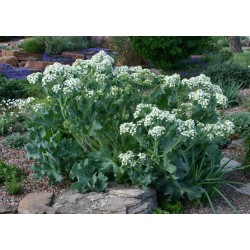 Rastan Seme - Cudotvorna biljka (Crambe maritima) 1.55 - 4