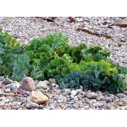 Rastan Seme - Cudotvorna biljka (Crambe maritima) 1.55 - 5