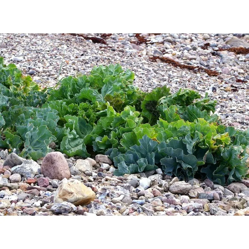 Sementes de Crambe - Seakale (Crambe maritima)