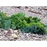 Semillas de Seakale (Crambe maritima)