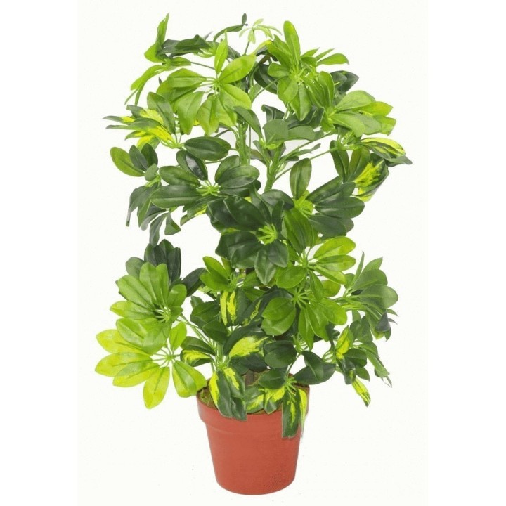 Dwarf Umbrella Tree Seed (Schefflera arboricola) - 1.935