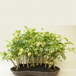 Kleine Strahlenaralie Samen (Schefflera arboricola) 2.15 - 4