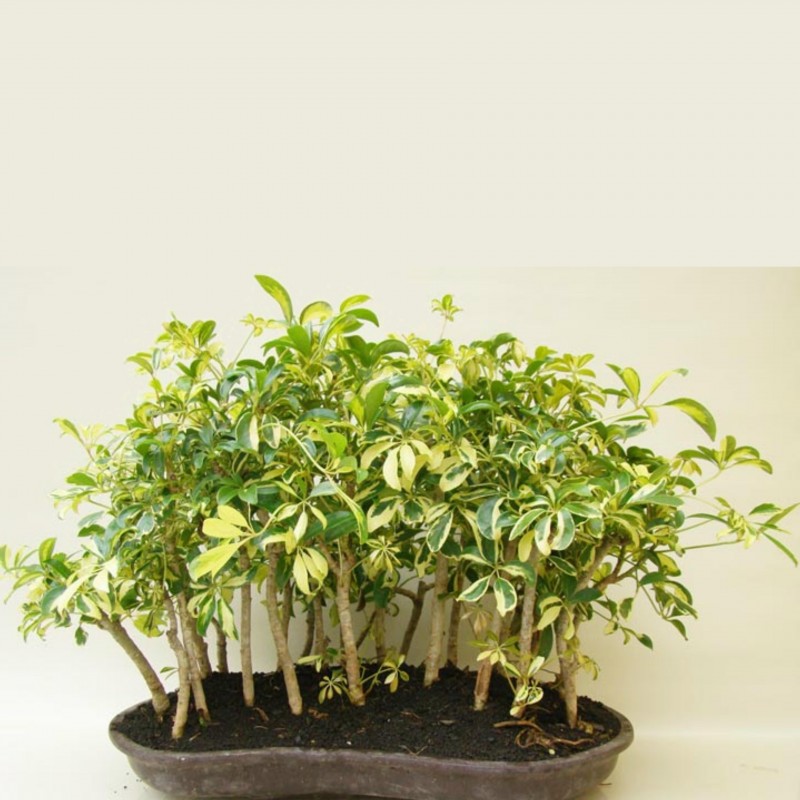 Price: €2.15 - Dwarf Umbrella Tree Seed (Schefflera arboricola) - 