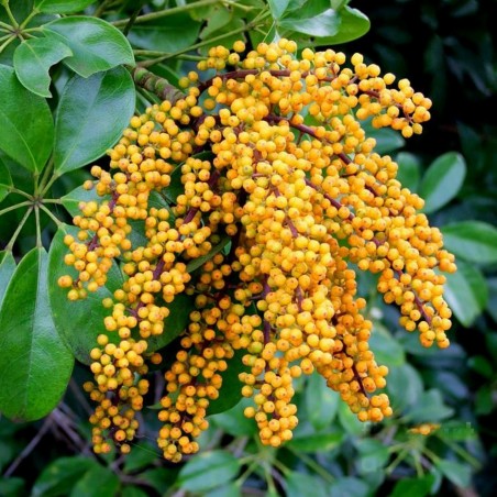 Price: €2.15 - Dwarf Umbrella Tree Seed (Schefflera arboricola) -