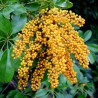 Price: €2.15 - Dwarf Umbrella Tree Seed (Schefflera arboricola) - 