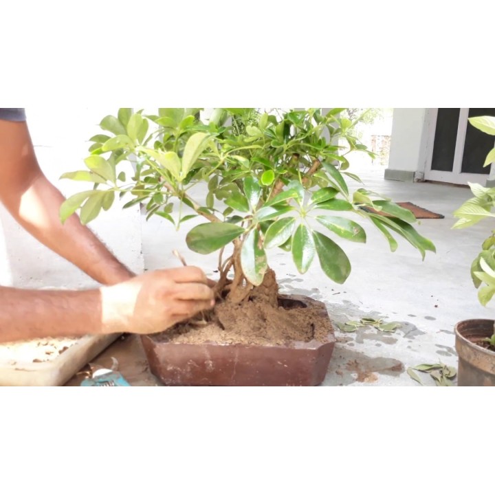 Dwarf Umbrella Tree Seed (Schefflera arboricola) - 1.935