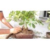 Price: €2.15 - Dwarf Umbrella Tree Seed (Schefflera arboricola) - 