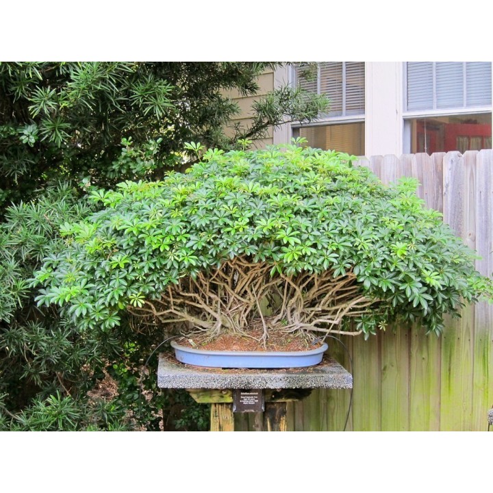 Dwarf Umbrella Tree Seed (Schefflera arboricola) - 1.935