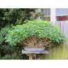 Price: €2.15 - Dwarf Umbrella Tree Seed (Schefflera arboricola) - 