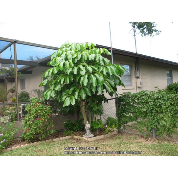Dwarf Umbrella Tree Seed (Schefflera arboricola) - 1.935