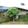 Price: €2.15 - Dwarf Umbrella Tree Seed (Schefflera arboricola) - 