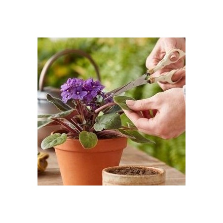 Γρήγορη ορμόνη ριζοβολίας, ριζοβολία ριζοβολίας, Βελτίωση της σποράς των σπόρων