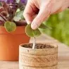 O pó rápido da hormona de enraizamento, enraizamento das estacas, melhora a germinação das sementes