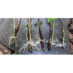 Hormona de enraizamiento rápido, enraizamiento de recortes, mejora la germinación de las semillas 1.65 - 4