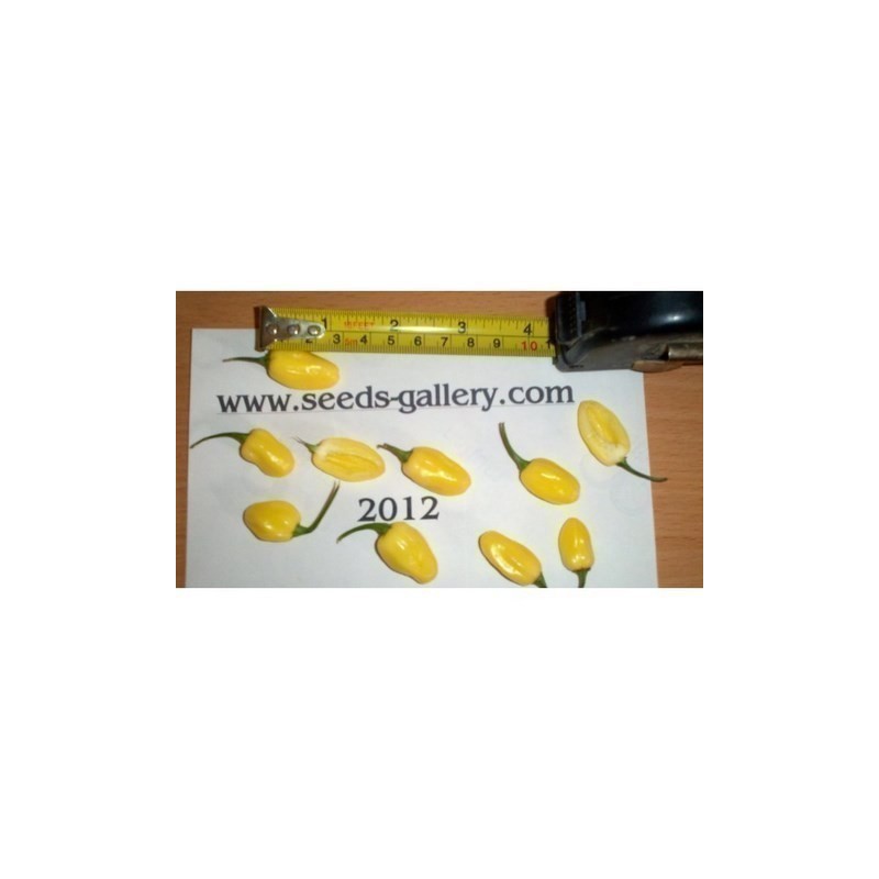 Price: €2 - Sementes de Habanero Marfim (Ivory) - Seeds Gallery