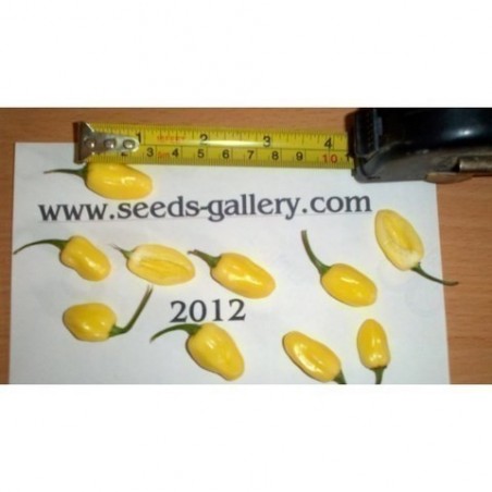 Price: €2 - Sementes de Habanero Marfim (Ivory) - Seeds Gallery