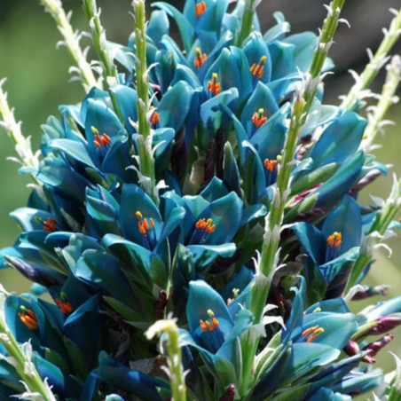 Blaue Puya Samen (Puya Berteroniana)
