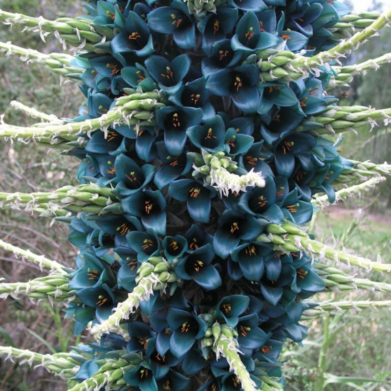 Blaue Puya Samen (Puya Berteroniana)