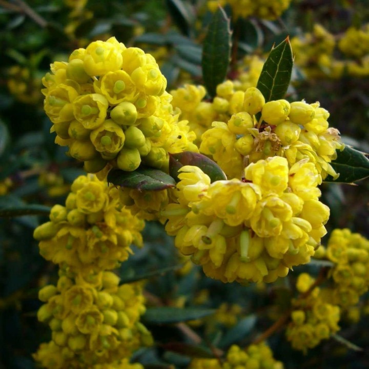 Wintergreen barberry Seeds (Berberis julianae) - 1.35