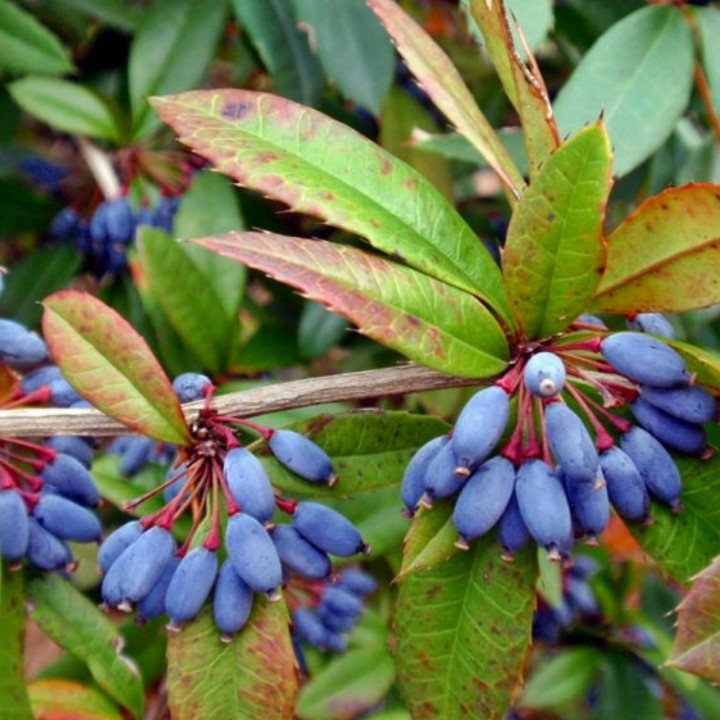 Wintergreen barberry Seeds (Berberis julianae) - 1.35