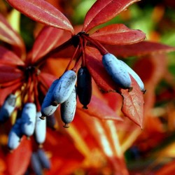 Price: €1.5 - Långbladig berberis Frön (Berberis julianae) - 