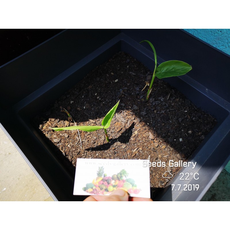 Thai-Ingwer, großer Galgant Samen (Alpinia galanga) | 1,95 €
