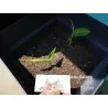 Blue Ginger Or Thai Ginger Seeds (Alpinia galanga)