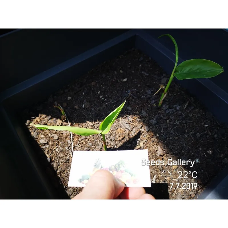 Blue Ginger Or Thai Ginger Seeds (Alpinia galanga)