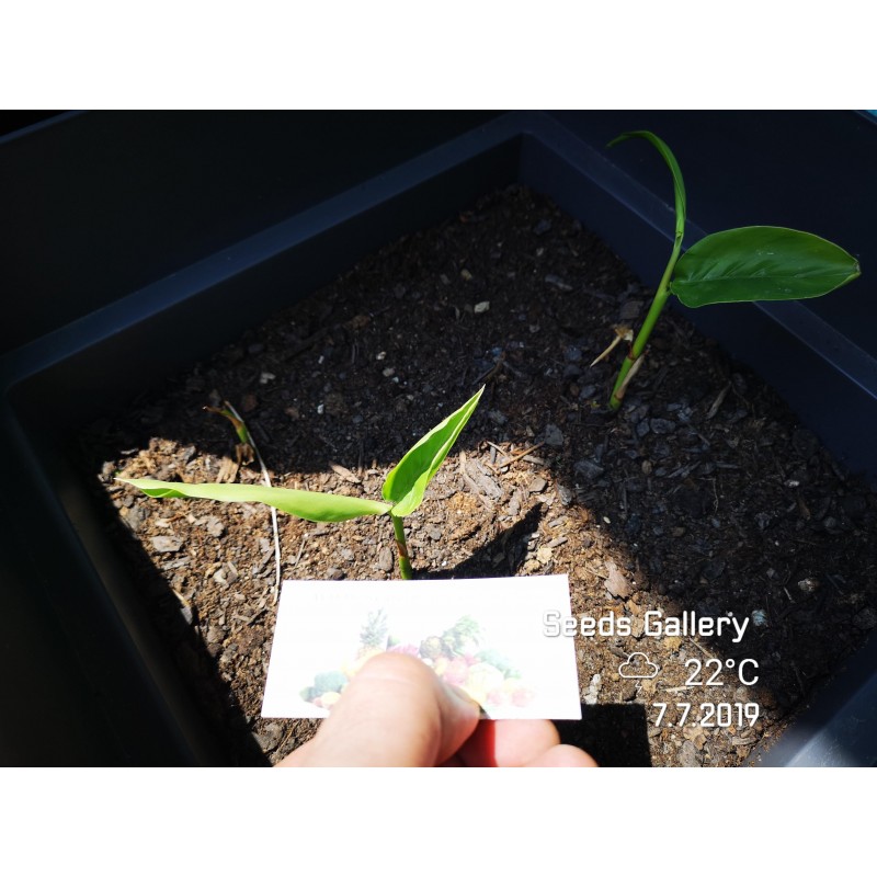Thai-Ingwer, großer Galgant Samen (Alpinia galanga) | 1,95 €